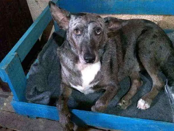 Cachorro ra a SRD idade 4 anos nome Maya