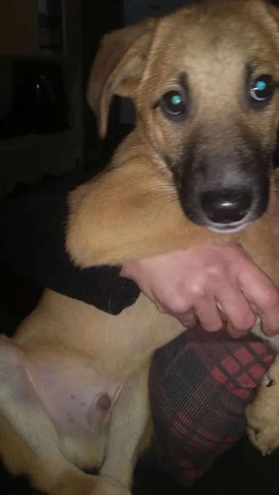 Cachorro ra a  idade 2 a 6 meses nome Filhotes 