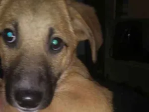 Cachorro raça  idade 2 a 6 meses nome Filhotes 