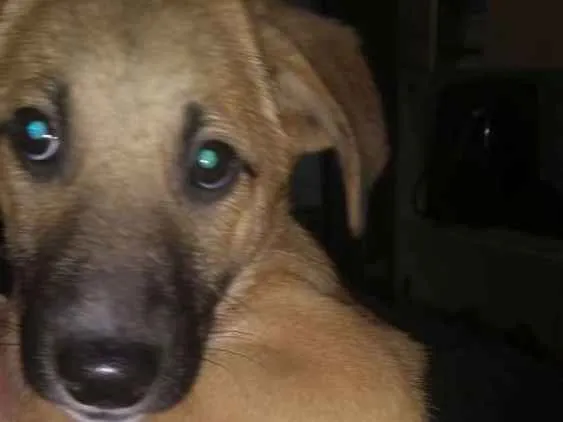 Cachorro ra a  idade 2 a 6 meses nome Filhotes 