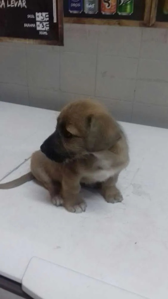 Cachorro ra a  idade 2 a 6 meses nome Filhotes 