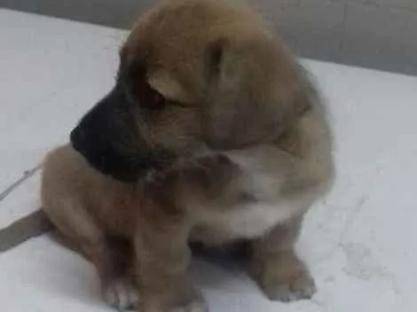 Cachorro ra a  idade 2 a 6 meses nome Filhotes 
