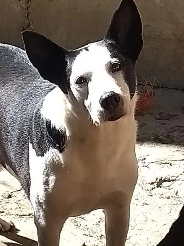 Cachorro ra a SRD idade 6 ou mais anos nome NESTOR