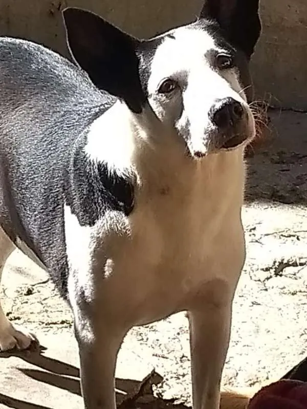 Cachorro ra a SRD idade 6 ou mais anos nome NESTOR