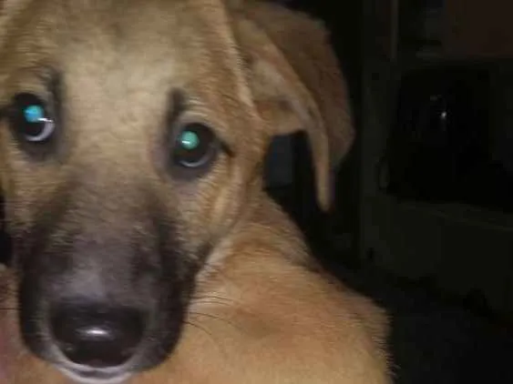 Cachorro ra a  idade 2 a 6 meses nome Simba