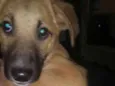 Simba