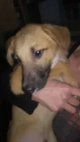 Simba