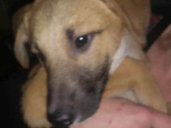 Cachorro ra a  idade 2 a 6 meses nome Simba