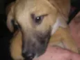 Simba