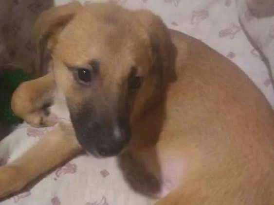 Cachorro ra a  idade 2 a 6 meses nome Simba