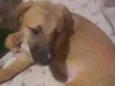 Simba