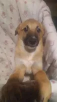 Simba