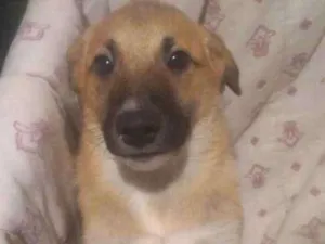 Cachorro raça  idade 2 a 6 meses nome Simba