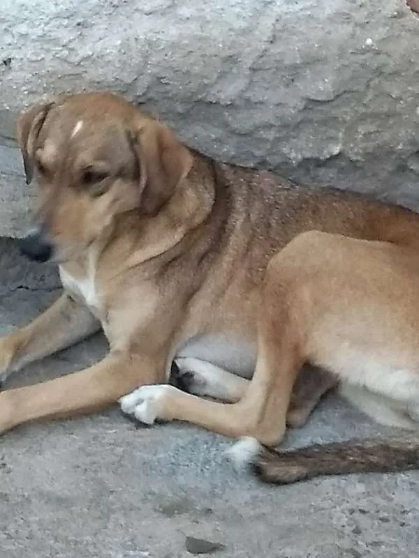 Cachorro ra a SRD idade 3 anos nome BRIGITE