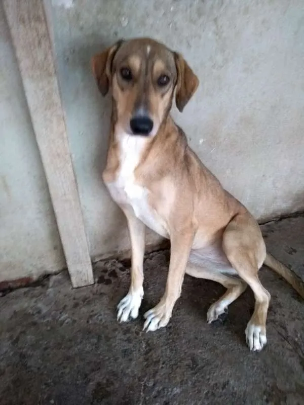 Cachorro ra a SRD idade 3 anos nome BRIGITE