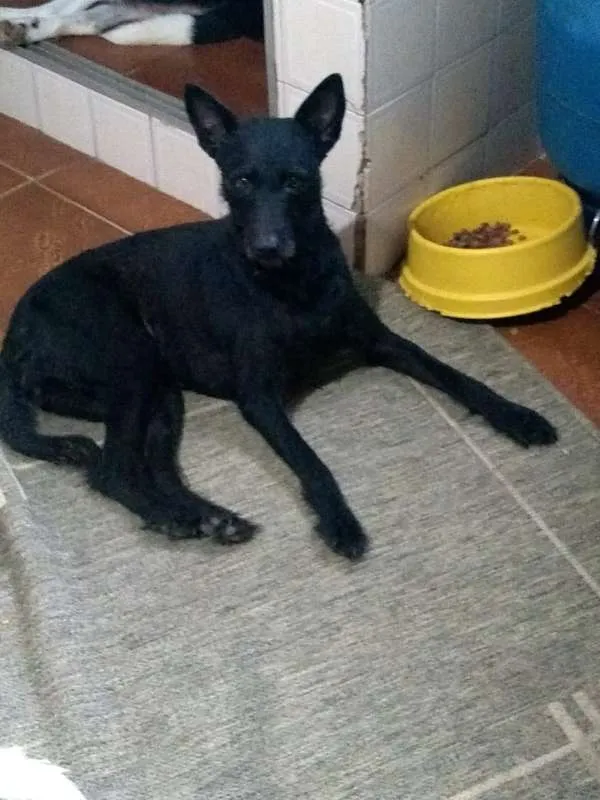Cachorro ra a SRD idade 3 anos nome FILÓ