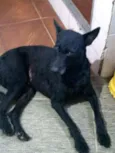 FILÓ
