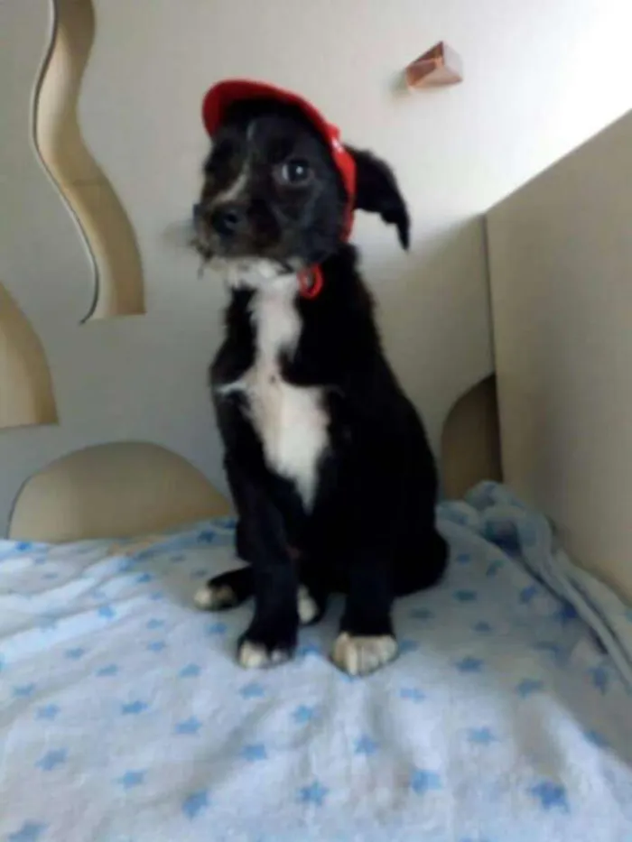 Cachorro ra a  idade 2 a 6 meses nome Pichocho 