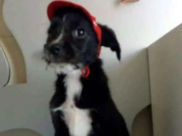 Cachorro ra a  idade 2 a 6 meses nome Pichocho 