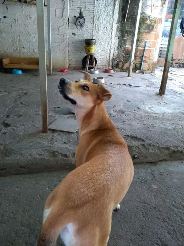 Gato ra a SRD idade 1 ano nome PANDORA