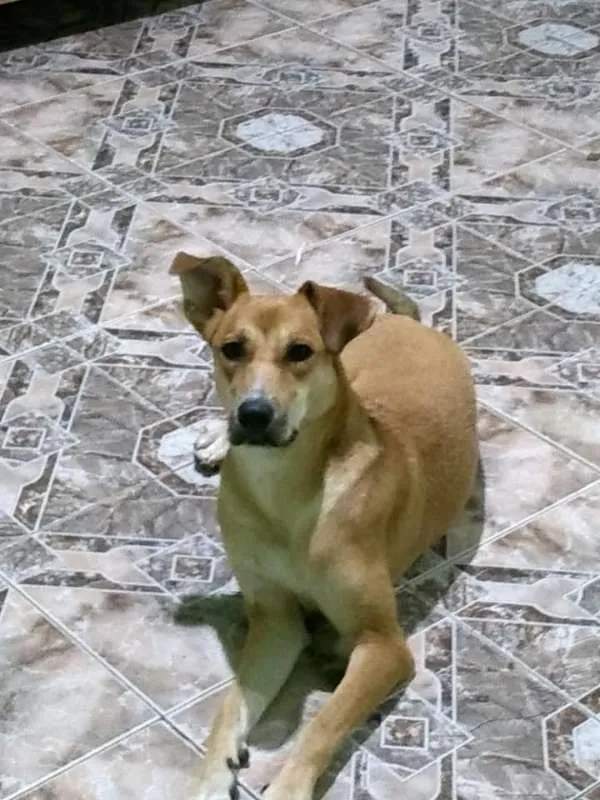 Gato ra a SRD idade 1 ano nome PANDORA