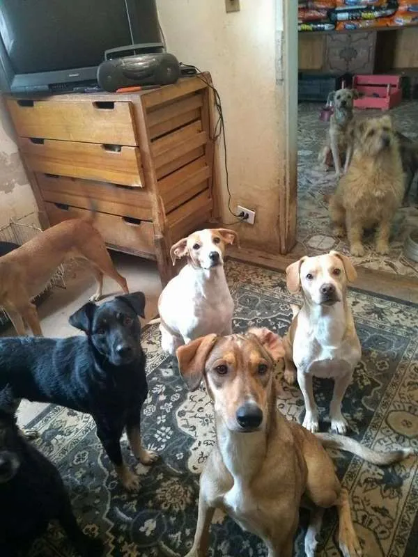 Cachorro ra a SRD idade 3 anos nome BRIGITE
