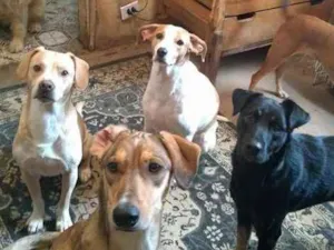 Cachorro raça SRD idade 3 anos nome BRIGITE