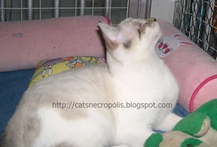 Gato ra a srd idade 2 a 6 meses nome Macchiato