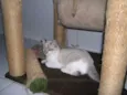 Macchiato