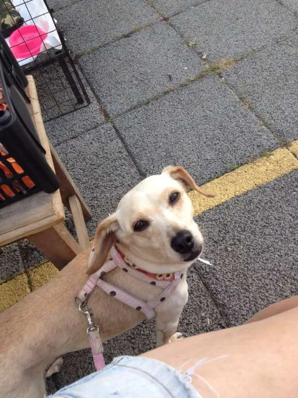 Cachorro ra a SRD idade 2 anos nome Vitória