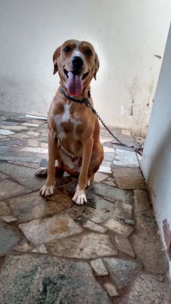 Cachorro ra a Misturada idade 7 a 11 meses nome Lua