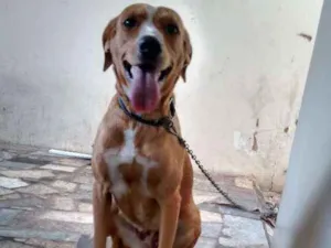 Cachorro raça Misturada idade 7 a 11 meses nome Lua