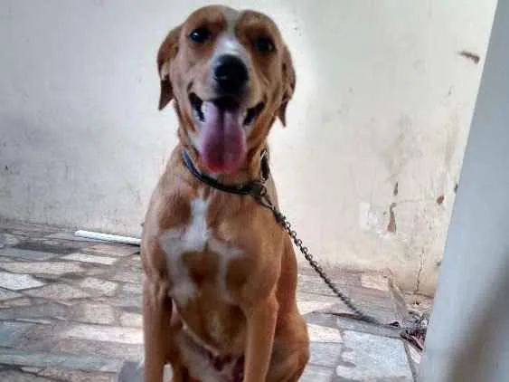 Cachorro ra a Misturada idade 7 a 11 meses nome Lua