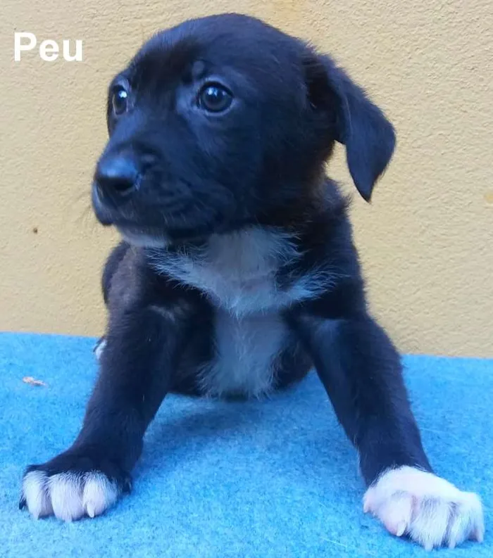 Cachorro ra a SRD idade 2 a 6 meses nome Peu e Badu