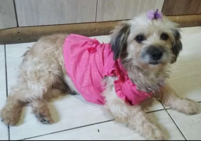 Cachorro ra a MIX LHASA idade 3 anos nome BELINHA