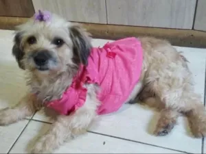 Cachorro raça MIX LHASA idade 3 anos nome BELINHA