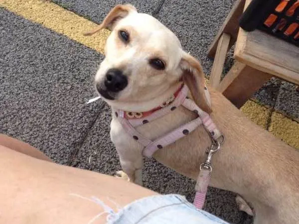 Cachorro ra a SRD idade 2 anos nome Vitória