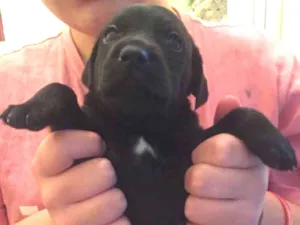 Cachorro raça Srd idade 2 a 6 meses nome Juanito