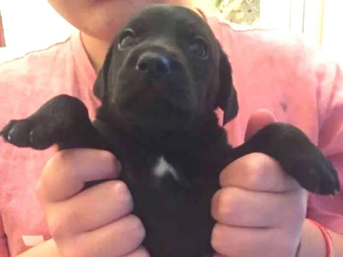 Cachorro ra a Srd idade 2 a 6 meses nome Juanito