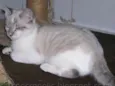 Macchiato