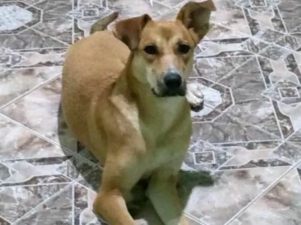 Gato ra a SRD idade 1 ano nome PANDORA