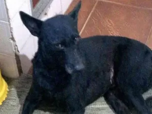 Cachorro raça SRD idade 3 anos nome FILÓ
