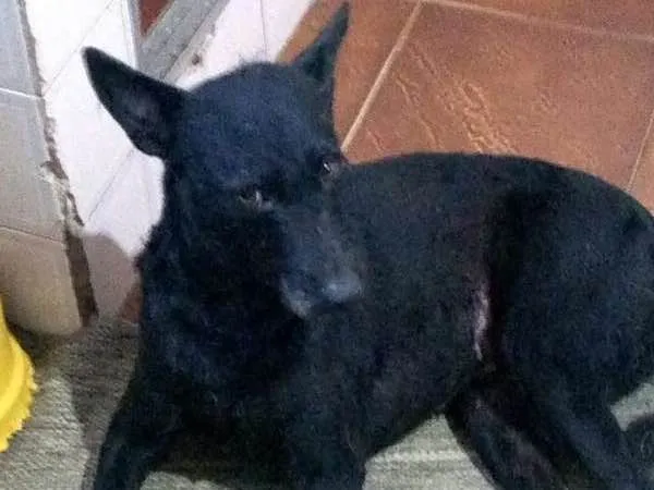 Cachorro ra a SRD idade 3 anos nome FILÓ
