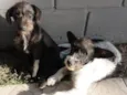 Yoda e Matilda