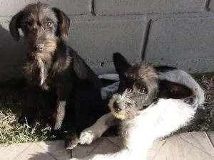 Cachorro raça Vira-lata idade 2 a 6 meses nome Yoda e Matilda