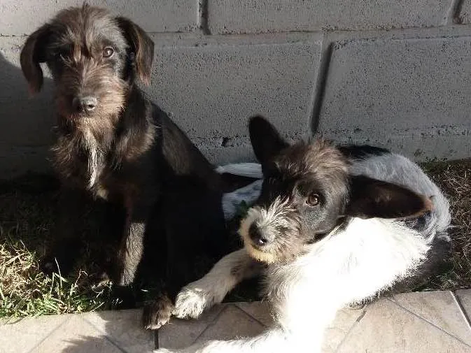 Cachorro ra a Vira-lata idade 2 a 6 meses nome Yoda e Matilda