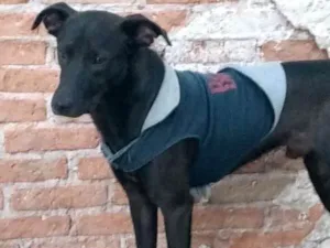 Cachorro raça srd idade 2 anos nome Ronaldo