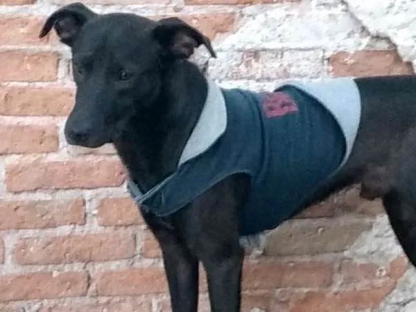 Cachorro ra a srd idade 2 anos nome Ronaldo