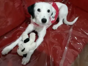 Cachorro raça  idade 7 a 11 meses nome Pérola 