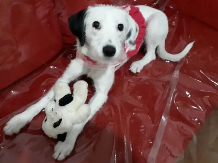 Cachorro ra a  idade 7 a 11 meses nome Pérola 